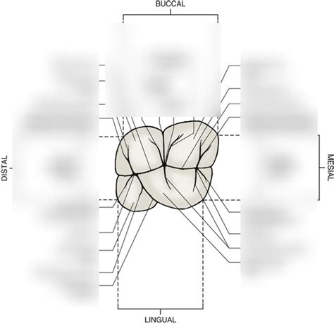 Occlusal Anatomy Diagram Diagram | Quizlet