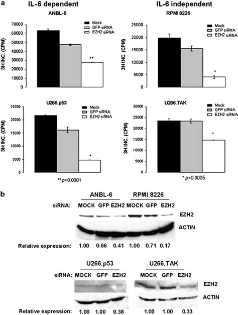 EZH2 Protein Expression Inhibition By SiRNA A 3H Thymidine