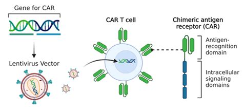 BPS Bioscience慢病毒研究CAR T细胞治疗来助力 每日生物评论