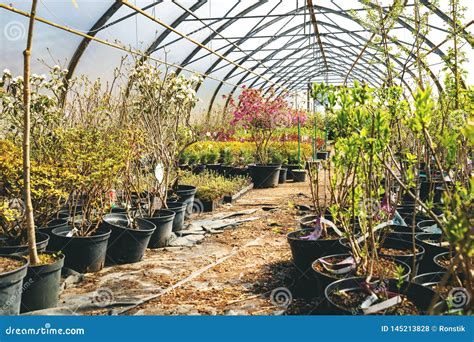 Various Flowers and Plants in Nursery Greenhouse Stock Photo - Image of ...