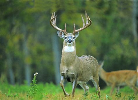 Whitetail Deer HD Wallpaper - WallpaperSafari