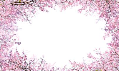 20+ Free Pink Cherry Blossom Wallpaper - Pikwizard