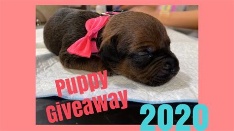 Puppies First Bath And Baptism L Puppy Giveaway Details Youtube