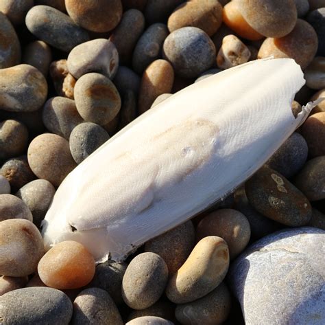 Interesting finds on Chesil Beach | Fleet and Chesil Reserve