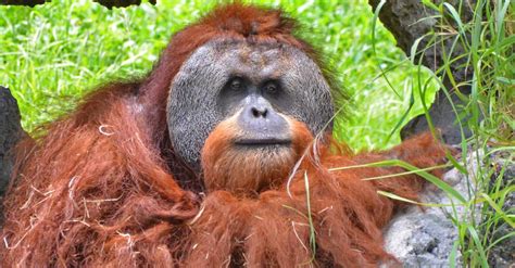 Orangutans Have This Fascinating Behaviour In Common With Humans