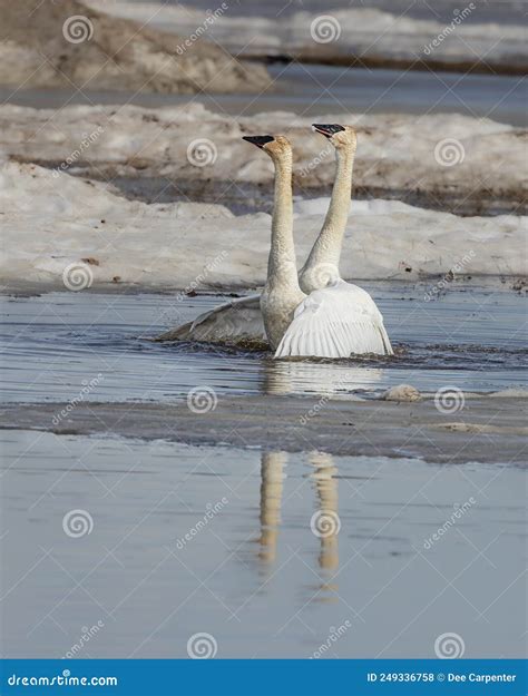 Trumpeter Swan Pair Mating in Alaska Stock Photo - Image of migration ...