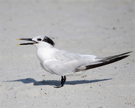 Sandwich tern - Alchetron, The Free Social Encyclopedia