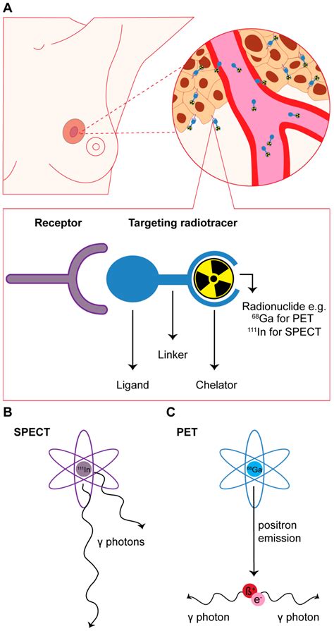 Ijms Free Full Text Review Receptor Targeted Nuclear Imaging Of