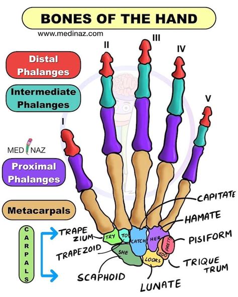 Mnemonic Wrist Bones Carpal Bones Mnemonic In Basic Anatomy