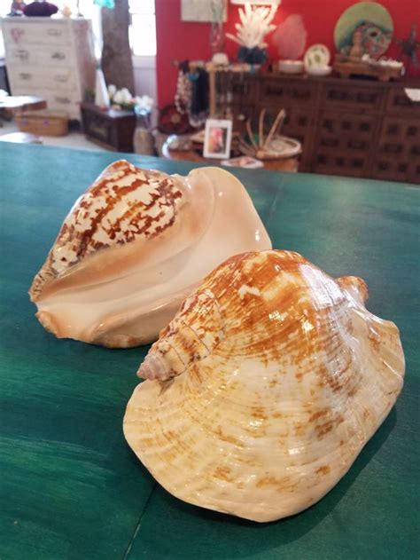 Strombus Latissimus Wide Pacific Conch Shell Thick Heavy Lip Etsy