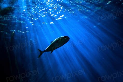 Focus Shot Fish Swimming Underwater Free Photo Rawpixel