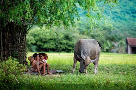 Tổng hợp hình ảnh quê hương đẹp nhất | Scenery, Vietnam, Scenic