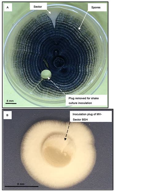 Bioherbicidal Efficacy Of A Myrothecium Verrucaria Sector On Several