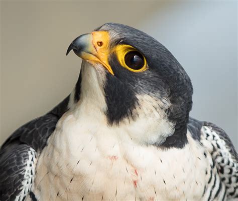 2021 Peregrine Season - The Center for Conservation Biology