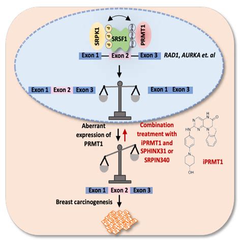 Targeting Prmt Mediated Srsf Methylation To Suppress Oncogenic Exon