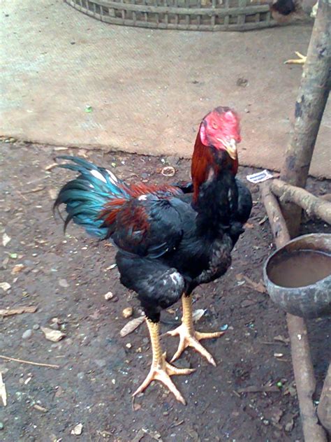 Jual Beli Ayam Bangkok Trenggalek Tulungagung