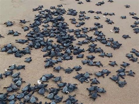 Ffm App Helping Conservation Of Olive Ridley Turtles In Odisha