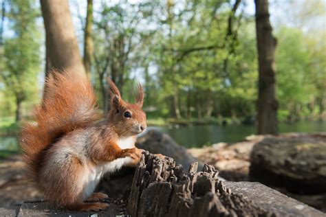 Einheimische Tierstimmen Erkennen