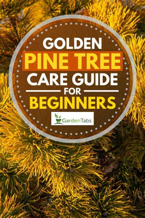 Golden Pine Tree Care Guide For Beginners