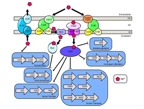 Model Of Nickel Transport And Nickel Dependent Gene Regulation In H