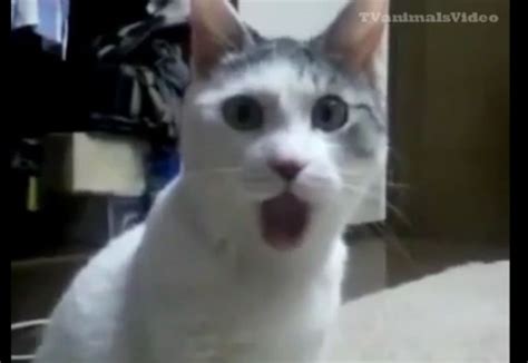 omg cat gatos graciosos gatitos adorables  de animales