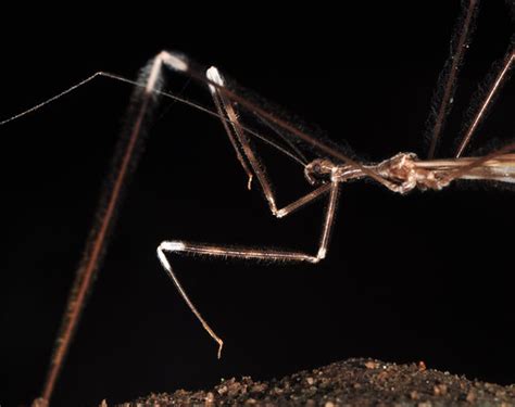 Large Thread Legged Assassin Bug This Assassin Bug Reduvi Flickr