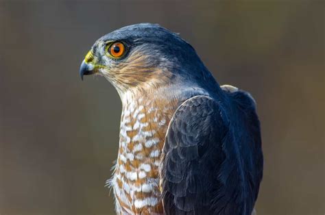 Hawks In Alaska 6 Species To See While Exploring The Wilderness