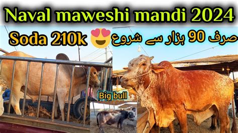 Naval Maweshi Mandi Bakra Eid Rate Update Big