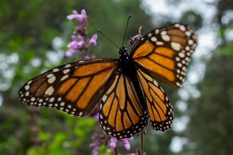 Monarch Butterflies Named Endangered On Species ‘red List The