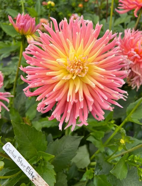 Pin By Casey Kay On Dahlias In Planting Order Row 1 Plant Order