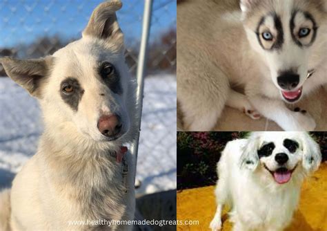 Meet These 9 Gorgeous Dog Breeds With Dark Circles Around Eyes