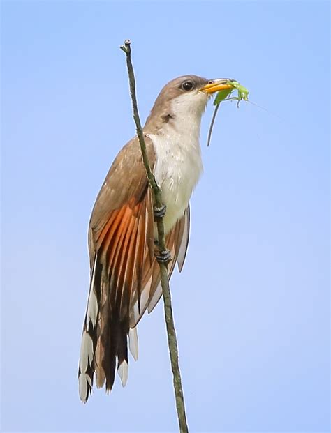 Yellow-Billed Cuckoo | FWS.gov