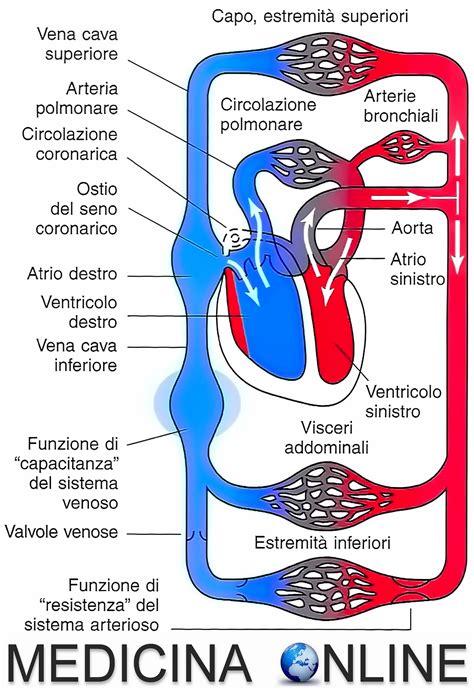 Fisiologia Della Circolazione Coronarica Sistemica E Polmonare