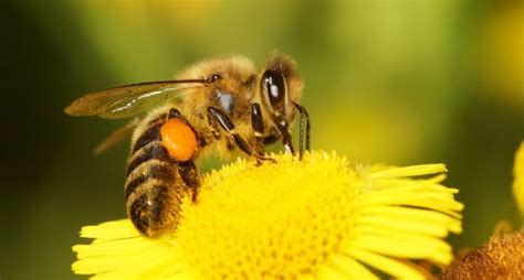 70 Exemplos De Animais Invertebrados | 2026
