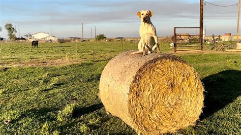 Time To Feed Hay Bale Grazing With Round Bales Youtube