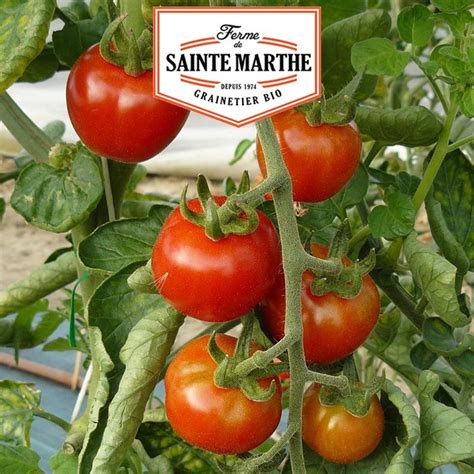 Tomate Gardener S Delight Semillas La Ferme Sainte Marthe