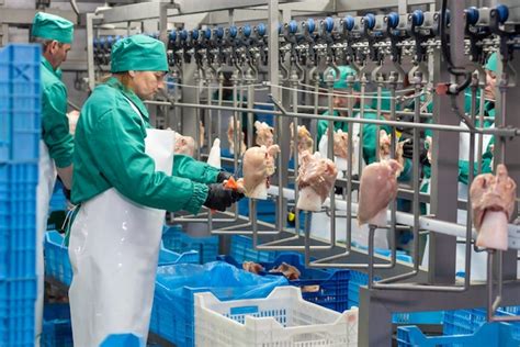 Uma mulher de uniforme verde limpa pernas de frango em uma fábrica