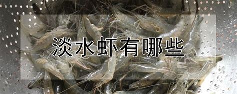 淡水虾有哪些 —【发财农业网】