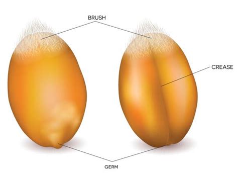 Wheat Kernel Diagram Illustrations, Royalty-Free Vector Graphics & Clip ...