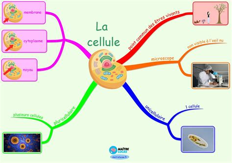 La Cellule Une Structure Commune Des Tres Vivants Ma Tre Lucas