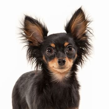 Russian Toy Terrier Puppies | Wow Blog