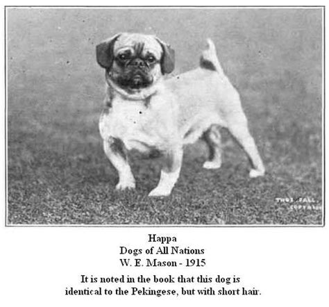 Happalo Szechinese Pugs The Chinese Origin Pug Dog Passion