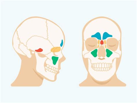 How To Stop Sinuses From Draining Down Your Throat - Best Drain Photos ...