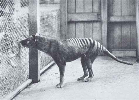 Scientists plan to bring extinct thylacine back from the dead