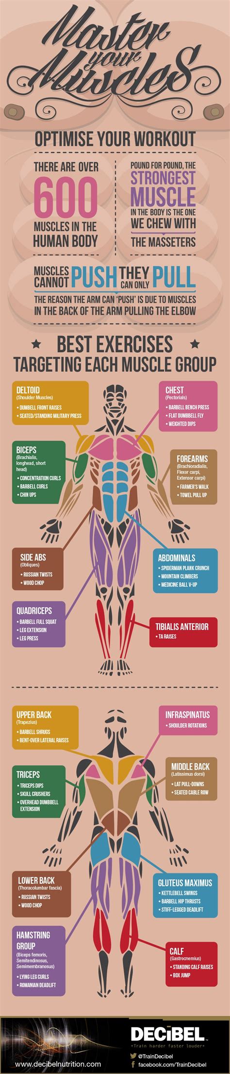 Optimize Your Workout To Tone All Muscles Infographic