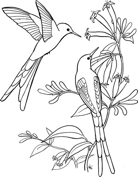 25 Free Hummingbirds Coloring Pages Printable