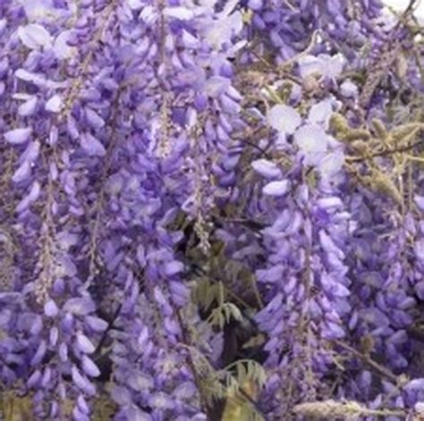 Purple Wisteria Staked