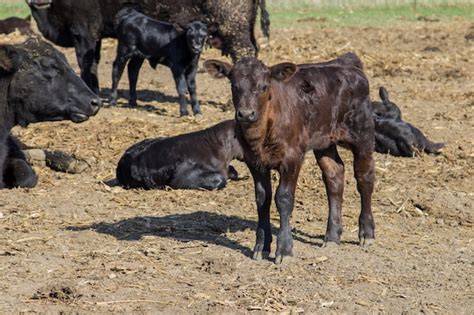 Premium Photo | Black angus cattle