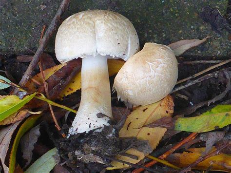 Agaricus Sylvicola The Ultimate Mushroom Guide