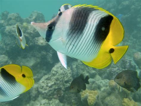 Pin By Kathy Johnson On Bora Bora Fish Pet Fish Pets